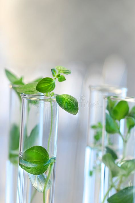 Test Tubes with small plants. Test Tubes with small green plants , #affiliate, #Tubes, #Test, #small, #green, #plants #ad Test Tube Flowers, Herbalism Aesthetic, Sparkler Photography, Oil Extraction, Background Pics, Team Logo Design, Word Art Design, Test Tubes, Plant Science