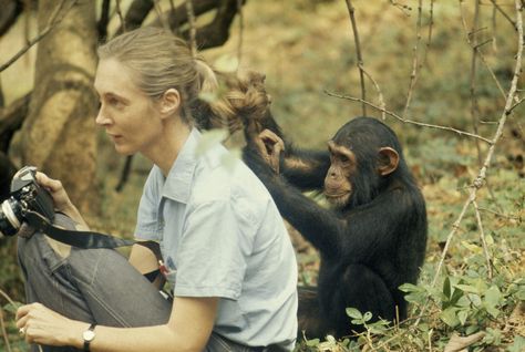 Jane Goodall in Africa with Freud, one of the many chimpanzees she studied.  Photographed by Derek Bryceson, National Geographic Creative. A Well Traveled Woman, Visit Africa, Jane Goodall, Great Ape, Zoology, Primates, Tarzan, Vintage Photo, Animals Friends