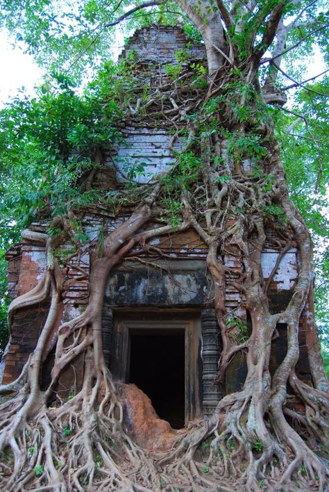 Overgrown Ruins Photography, Overgrown Ruins Drawing, Plant Overgrowth, Overgrown Steampunk, Overgrown Buildings, Overgrown Nature, Overgrown City, Overgrown Ruins, Overgrown Plants