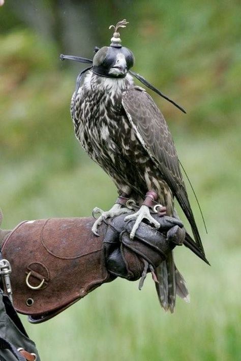 Falconry Equipment, Falcon Art, Field Sport, Bird Reference, Birds Photography, Peregrine Falcon, Bird Of Prey, Kestrel, Game Birds