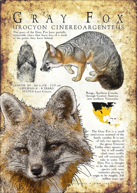 Grey Fox Art, Brazil Animals, Informative Poster, Wildlife Biology, Fox Species, Baby Lion Cubs, Animal Infographic, Pig Breeds, Fox Poster