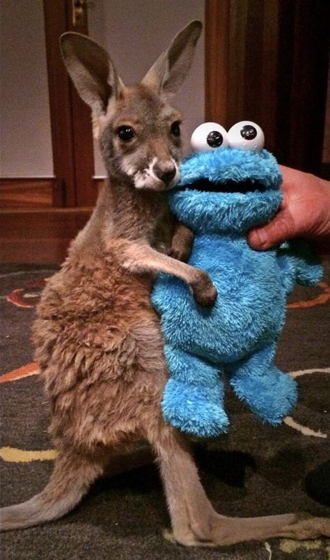 Sleepy Kangaroo Baby Has A Special Bedtime Ritual Kangaroo Baby, Bedtime Ritual, Australian Animals, Cute Animal Photos, Cute Creatures, Cookie Monster, Animal Tattoos, Sweet Animals, Zoo Animals