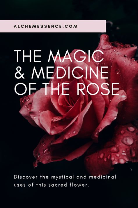 The Magic and Medicine of the Rose - Discover the magical and mystical history of rose medicine. Plus recipes and rituals to use today. #rose #apothecary #energyhealing #aromatherapy Rose Magical Properties, Rose Medicine, Apothecary Rose, Herbal Monographs, Apothecary Ideas, Rose Magic, Sacred Flower, Rose Apothecary, Natural Antibiotic