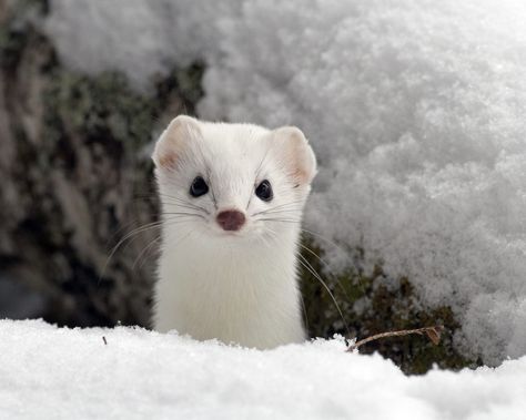 ermine Mad Animals, White Ferret, Cold Places, Snow Animals, White Animals, Palate Cleanser, Polar Animals, Button Nose, Winter Animals