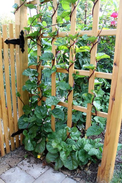 B-town Dirt Blog Cucumber Trellis Diy, Trellis Diy, Cucumber Gardening, Malabar Spinach, Plant Inspiration, Vegetables Garden, Cucumber Trellis, Edible Gardens, Rock Garden Plants