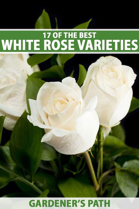 Reminiscent of ice and snow or creamy and warm, white roses can star in floral designs and attract pollinators with their fragrance. Find inspiration from this list of 17 of the best white rose varieties. Our picks include tea roses, ground covers, and floribundas, all with white flowers. #roses #gardening #gardenerspath White Roses Landscaping, White Rose Types, White Rose Landscaping, White Rose Bushes Landscape, White Rose Varieties, Types Of White Roses, White Rose Border, Boarder Garden, White Rose Bush