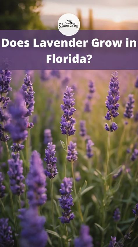 Explore the possibilities of growing lavender in Florida's warm climate and unlock the secrets to success with this fragrant herb! Delve into the unique considerations for cultivating lavender in a subtropical environment, including selecting the right varieties, providing optimal growing conditions, and managing potential challenges such as humidity and soil conditions. Learn about the benefits of lavender cultivation in Florida, from its aromatic blooms to its culinary and therapeutic uses. Planting Lavendar, Benefits Of Lavender, Florida Flowers, Lavender Varieties, Lavender Benefits, Lavender Herb, Growing Lavender, Florida Weather, Organic Mulch