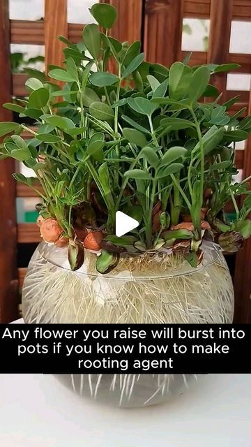 Fertilizer For Plants In Water, Plants That Grow In Water, Over Watering Plants, Rooting Powder, Outdoor Design Ideas, Care For, Grafting Plants, Small Garden Landscape, Backyard Garden Diy