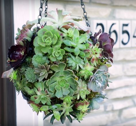 Succulent Ball, Succulent Basket, Hanging Basket Ideas, Hanging Baskets Diy, Succulents Wall, Succulents Hanging, Clematis Trellis, Water Succulents, Succulent Outdoor