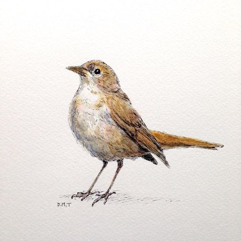 Common Nightingale Nightingale Bird, Art Pen, Drawing Websites, Happy Drawing, Daily Drawing, Pen And Watercolor, Nightingale, Bird Drawings, Reference Images