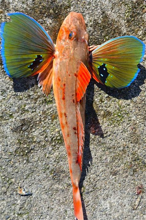 Sea Robin, also called gurnard, any of the slim, bottom-dwelling fish of the family Triglidae, found in warm and temperate seas of the world. Sea robins are elongated fish with armoured, bony heads and two dorsal fins. Their pectoral fins are fan-shaped, with the bottom few rays each forming separate feelers. These feelers are used by the fishes in “walking” on the bottom and in sensing mollusks, crustaceans, and other bottom-dwelling prey. Gurnard Fish, Sea Robin, Water Creatures, Beneath The Sea, Life Aquatic, Beautiful Sea Creatures, Water Animals, Aquatic Life, Marine Fish