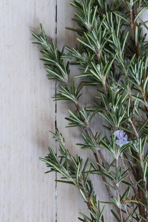 Fresh cut rosemary branches with a tiny bloom. royalty free stock image Rosemary Aesthetic, Fresh Rosemary, Wooden Background, Fresh Cut, In Bloom, Rosemary, Stock Images Free, Photo Image, Royalty Free