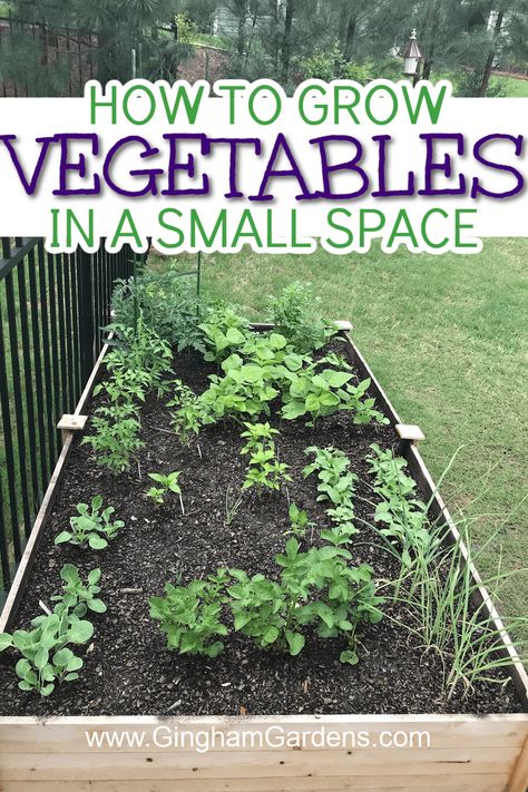 Are you wondering how to get the most out of your small space when it comes to vegetable gardening? Growing vertically, utilizing containers, and carefully selecting the best vegetables for your space are all great ways to make the most of your small space vegetable garden. Read on for more information about the tips and tricks for vegetable gardening success in limited garden spaces. Tiny Veggie Garden, Tiny Vegetable Garden, Small Space Vegetable Garden, Vege Garden Design, Best Vegetables, Small Vegetable Gardens, Small Front Yard, Growing Cucumbers, Garden Plots