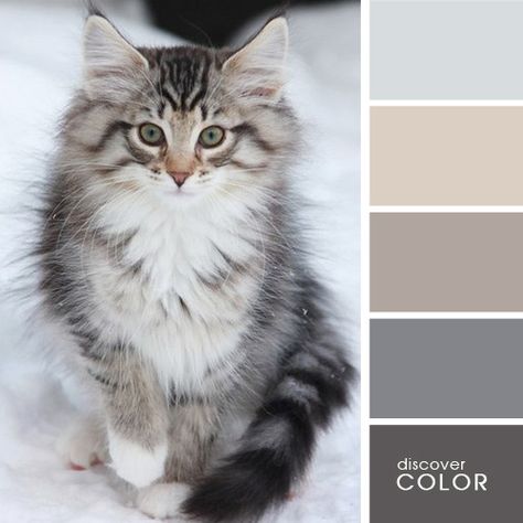 Pretty! Cat Color Pallete, Gray Palate, Animal Color Palette, Cat Color Palette, Bedroom Ideas Romantic, Soft Colour, Palette Design, Color Schemes Colour Palettes, Gray Cat