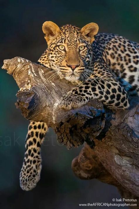 Leopard. Botswana Exotic Cats, Majestic Animals, Cheetahs, Large Cats, African Animals, Wildlife Animals, Leopards, Animal Photo, Beautiful Cats