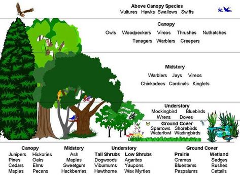 Forest Layers, Ecological Succession, Human Tree, Deciduous Forest, Tall Shrubs, Forest Life, Forest Ecosystem, Picture Tree, Wildlife Gardening