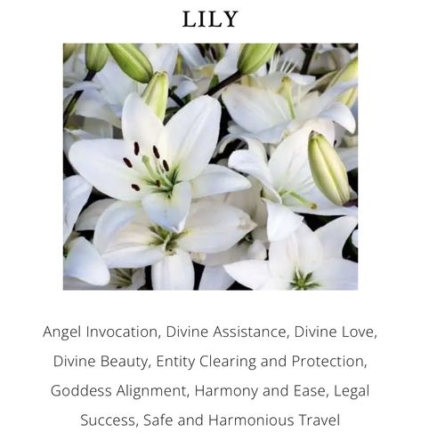 Lilies Meaning, Lily Symbolism, Lily Meaning, Flower Meanings, Peace Lily, Lily Flower, Flower Gift, Flower Arrangements, Tattoo Ideas