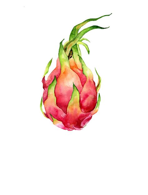 Fruit Art Drawings, Watercolor Food Illustration, Vegetable Painting, Fruits Drawing, Watercolor Food, Watercolor Fruit, Food Painting, Fruit Illustration, Fruit Painting