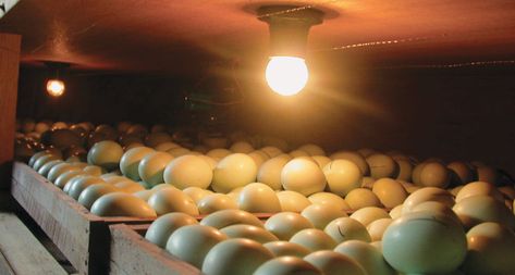 Shining light on incubating eggs leads to calmer adult chickens, a study suggests. Incubating Eggs, Homemade Incubator, Diy Incubator, Dehydrated Chicken, Chicken Incubator, Heat Lamp, Egg Incubator, Duck Eggs, Hardware Cloth