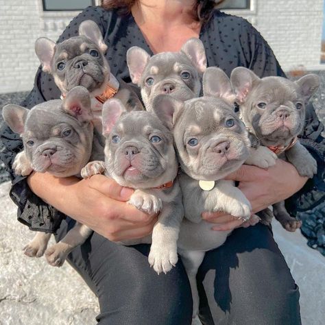 Frenchie Bulldog Puppy, Dream Puppy, Pets Photos, Toy Bulldog, Yoda Wallpaper, Swag Pics, French Bulldog Funny, French Bulldog Gifts, Frenchie Lovers