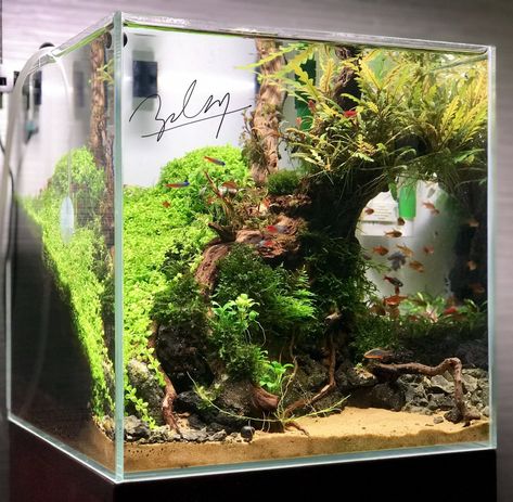 Cube Aquascape Ideas, 30cm Cube Aquascape, Cube Fish Tank Ideas, Cube Fish Tank, Cube Tank Aquascape, Cube Aquarium Aquascape, Cube Aquascape, Cube Aquarium, Aquascape Ideas