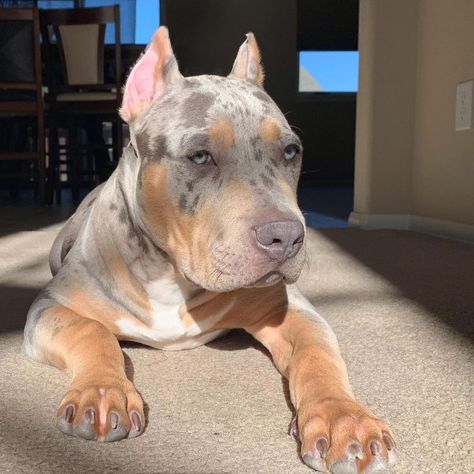 Xl Bully Puppies, Merle Bully, Merle Pitbull, Bully Puppies, Cute Pitbulls, Cute Bulldog Puppies, Bully Breeds Dogs, Happy Tuesday Everyone, Scary Dogs