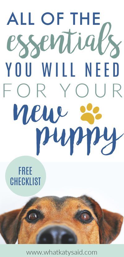 New Puppy Supplies, Red Lab Puppies, Puppy Schedule, Puppy Announcement, New Puppy Checklist, Puppy Checklist, Bear Puppy, Red Lab, Puppies Tips