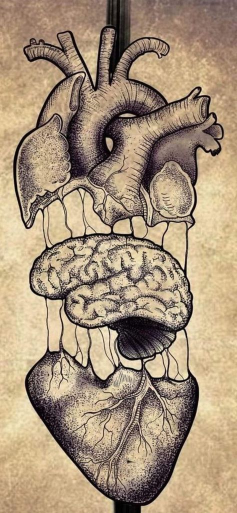 Human Heart Drawing Sketches, Heart Diagram Aesthetic, Fantastic And Strange Gcse Art, Science Moodboard, Anatomy Of A Heart, Heart Illustration Art, Real Human Heart, Science Art Drawings, Human Heart Art