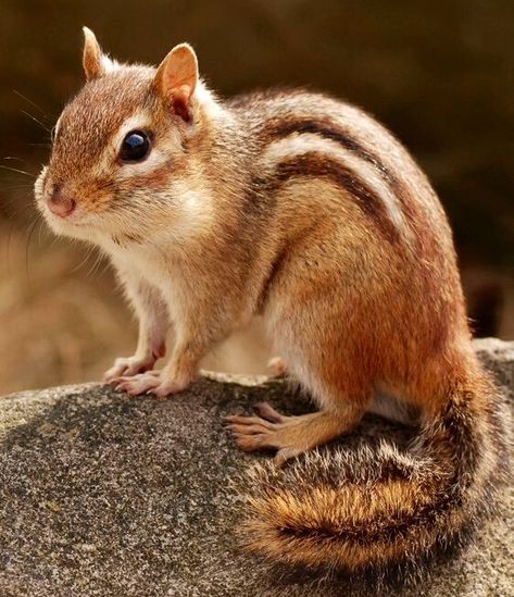 Eastern Chipmunk, Tiny Baby Animals, Cute Squirrel, Animal Control, Little Critter, Animal Facts, Woodland Creatures, Chipmunks, Pics Art