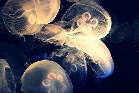 Jellyfish Medium Widget, Jellyfish Twt Header, Jellyfish Hd Wallpapers Laptop, Jellyfish Laptop Wallpaper 4k, Jellyfish Laptop Wallpaper, Jellyfish Wallpaper Desktop, Everything Is Blue, Real Mermaids, Fish Wallpaper