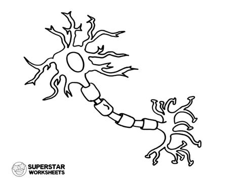 Grab your free printable neuron cell worksheets from SuperStarWorksheets for coloring pages, label worksheets, notebooking pages, and more! Incorporate them into your science day or unit study. #superstarworksheets #scienceworksheets #freescienceworksheets #freescienceprintables Cell Worksheets, Neuron Diagram, Computer Terms, Free Science Worksheets, Cell Diagram, Cells Worksheet, Ap Psychology, Science Notebooks, Animal Cell