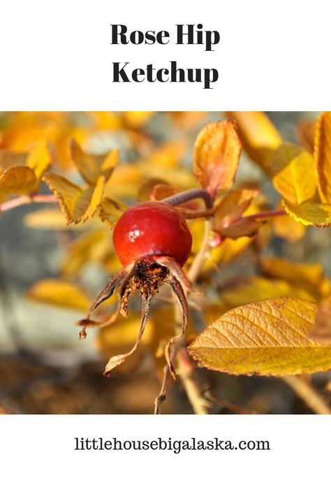 I like to think of this kind of recipe as the thriftiest of the thrifty because basically, you're using something that is just sitting there, unused. Rose hips are free for the taking, why not make something delicious? Like Rose Hip Ketchup, which is actually more jelly-like. via @LttlHouseBigAK Rosehip Recipes, Alaskan Food, Homemade Chicken Strips, Bacon Cheeseburger Meatloaf, Homemade Beef Jerky, Homemade Jerky, Rose Recipes, House Big, Rose Hips