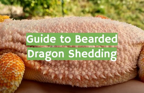 Guide to Bearded Dragon Shedding for Beginners - ReptileProfy Bearded Dragon Weight Chart, Juvenile Bearded Dragon, Pet Lizards, Weight Chart, Weight Charts, Bad Diet, Can You Help, Bear Stuffed Animal, Bearded Dragon