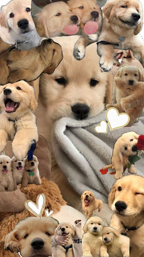 The unbearable cuteness of a golden retriever puppy Cute Golden Retriever Aesthetic, Golden Retriever Cartoon, Golden Retriever Wallpaper, Puppy Wallpaper, A Golden Retriever, Golden Retriever Puppy, Retriever Puppy, Cute Cartoon Wallpapers, Cartoon Wallpaper