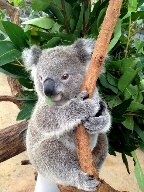 pinterest: @amirahlatanice Koala Marsupial, The Wombats, Koala Bears, Australia Animals, Baby Koala, Cuddly Animals, Australian Animals, Wildlife Animals, Cute Creatures