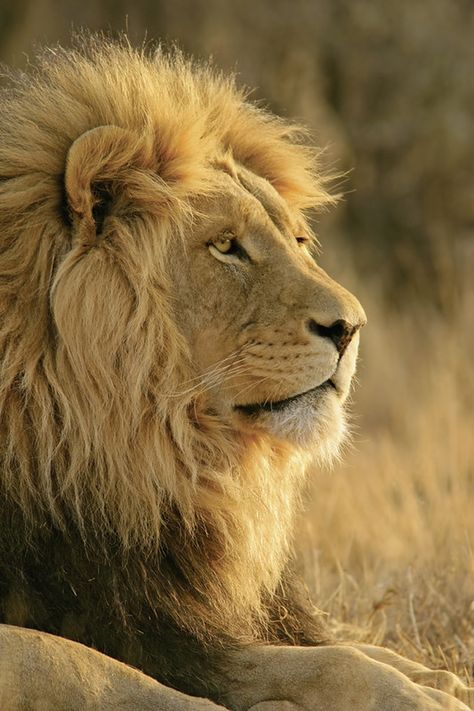 Lions Mane Benefits, Dog Lion Mane, Lion's Mane Jellyfish, Lion Kingdom, Largest Lion, Panthera Leo, Wild Lion, Lions Photos, Lion Wallpaper