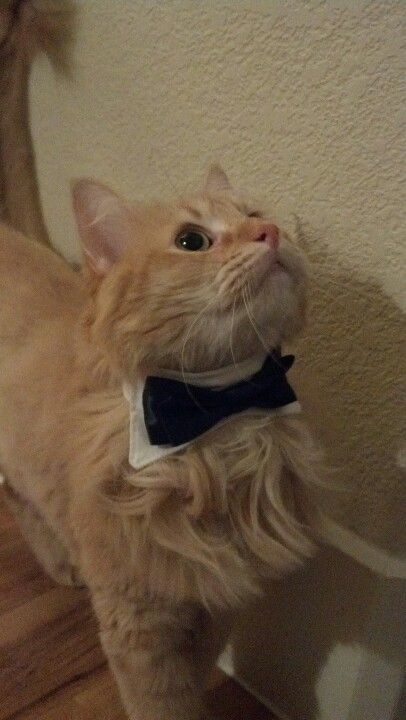 Cat At A Wedding, Cat Tuxedo Wedding, Cat Ring Bearer Wedding, Tuxedo Aesthetic, Cat Ring Bearer, Cats Wedding, Tuxedo Collar, Orange Kitty, Olive Wedding