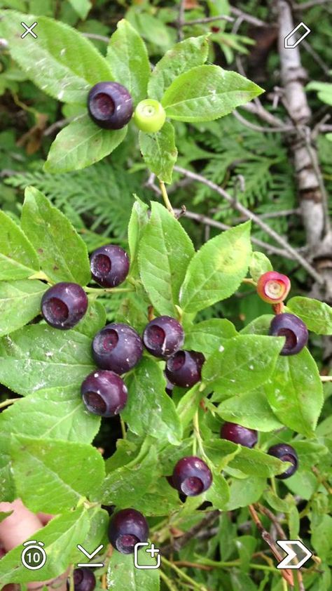 Huckleberries Huckleberry Bush, Huckleberry Plant, Montana Wildflowers, Huckleberry Recipes, Montana Life, Whitefish Montana, Montana Homes, Montana Usa, Big Sky Country