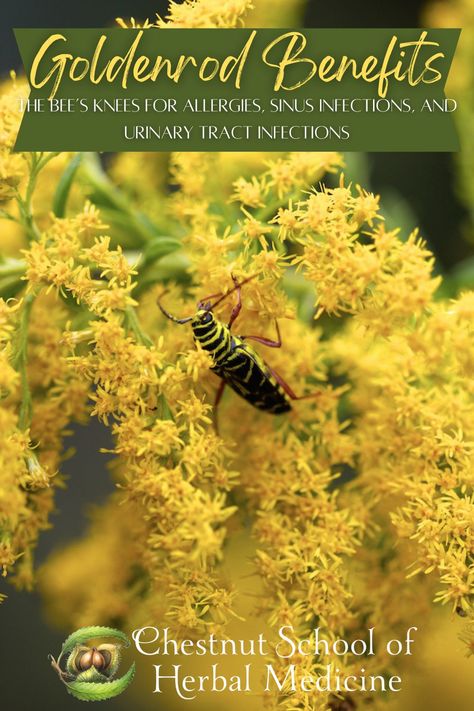 A pollinator visits a goldenrod flower. Herbs In Pots, Medicinal Herbs Remedies, Goldenrod Flower, Medicinal Tea, Herbal Apothecary, Golden Rod, Healing Plants, Herbal Magic, Sinus Infection