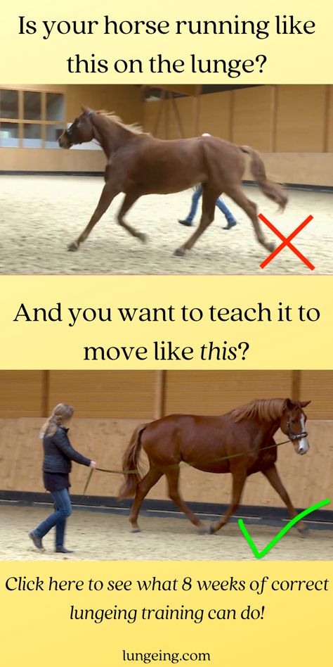 Horse Motivation, Ground Exercises For Horses, Horse Lunging, Groundwork For Horses, Lunging Horse, Ground Work For Horses, Horse Lunging Exercises, Lunging Exercises For Horses, Groundwork Exercises For Horses