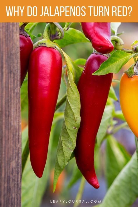 Why Do Jalapenos Turn Red Red Jalapenos, Harvesting Seeds, Jalapeno Plant, Growing Hot Pepper, Green Jalapeno, Growing Vegetables In Pots, Chilli Plant, Red Jalapeno, Growing Peppers