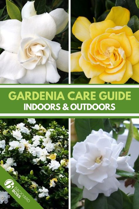 How To Grow Gardenias, Gardenia Care Potted, Gardenia Bush Landscaping, Pruning Gardenia Bush, Gardenia Care Outdoors, Gardenia Varieties, Gardenia Plant Care, Gardenia Indoor, Gardenia Fertilizer