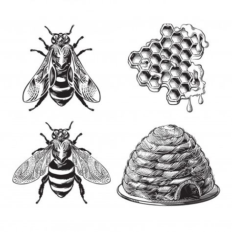 Set of bee, wasp, honeycombs, hive vinta... | Free Vector #Freepik #freevector #hand #line #nature #animal Honeycomb Tattoo Ideas, Beehive Drawing, Honeycombs Drawings, Honeycomb Tattoo, Bee Images, Bee Drawing, Vintage Bee, Engraving Illustration, Bee Tattoo