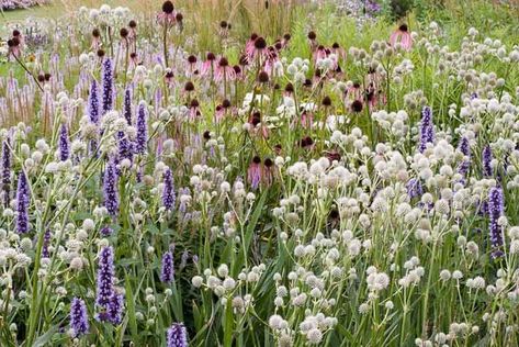 Eryngium Yuccifolium, Echinacea Pallida, Rattlesnake Master, Giant Hyssop, Garden Retreat Ideas, Black Adder, Plant Combos, Naturalistic Garden, Prairie Planting