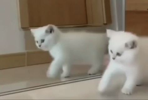 White Kitten Cat GIF - White Kitten White Kitten - Discover & Share GIFs White Cat Gif, White Banner Gif, Kitten White, White Gif, White Kitten, Banner Gif, Kitten Gif, White Kittens, Kitten Cat