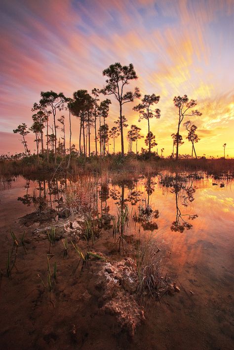 Everglades, Florida.  The Everglades were amazing, I read once that you either loved them or hated them.  I loved them. Everglades Photography, The Everglades, Everglades Florida, Everglades National Park, Old Florida, Us National Parks, Road Trip Usa, South Beach, Vacation Destinations