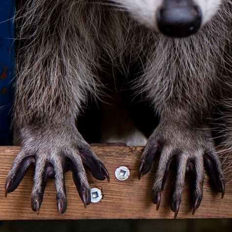 Touchy-feely, Amazing #Raccoon Hands  You’ve probably seen #raccoons dunk their food in water and then roll it between their hands. Despite how it looks, they’re not washing it. Their hands contain many touch receptors that help them to “see” their food underwater, and by rolling the food between their hands, they’re actually gathering information about it. Racoon Therian, Raccoon Therian, Raccoon Paws, Raccoon Teeth, Raccoon Character, Raccoon Hands, Rocky Raccoon, Fair Costume, Silly Goober