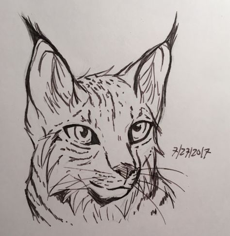 Lynx Drawing Easy, Lynx Sketch, Lynx Drawing, Lynx Tattoo, Lovely Drawings, Pyrography Designs, Big Cats Art, Face Sketch, Sketches Easy