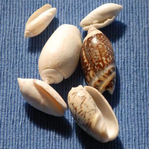 Seashell Identification, Seashell Ideas, Beachcombing Finds, Coastal Living Magazine, Types Of Shells, Spiral Shell, Cowry Shell, Fine Wrinkles, She Sells Seashells