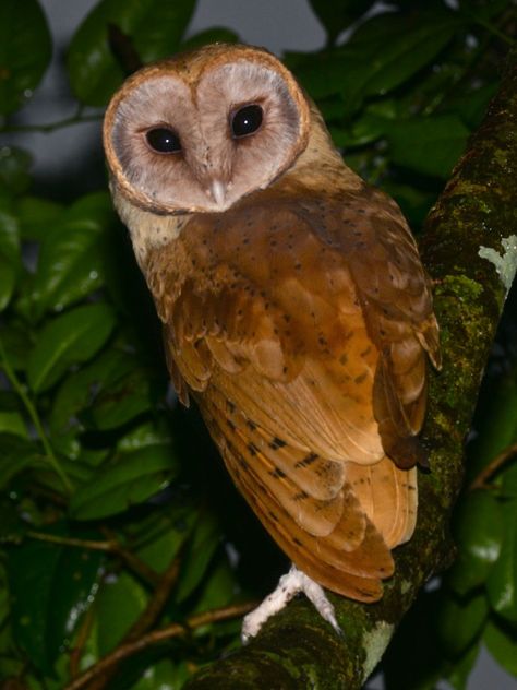 Madagascar Red Owl (Tyto soumagnei) back by Alan Van Norman - The Owl Pages Madagascar Animals, Harry Potter Crossover, Owl Facts, Owl Species, Red Owl, Common Birds, Purple Bird, Red Pictures, Owl Family